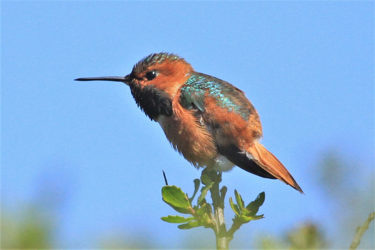 Allen's Hummingbird - Kent Forward