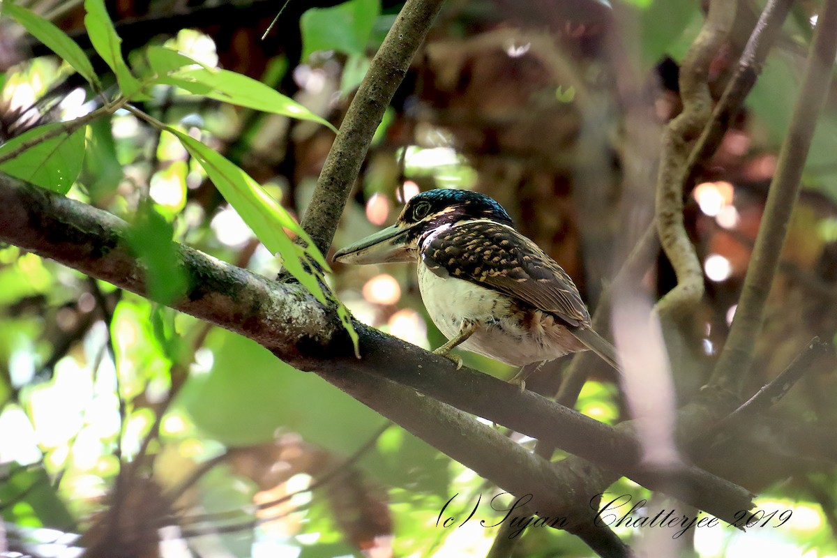 Hook-billed Kingfisher - Sujan Chatterjee