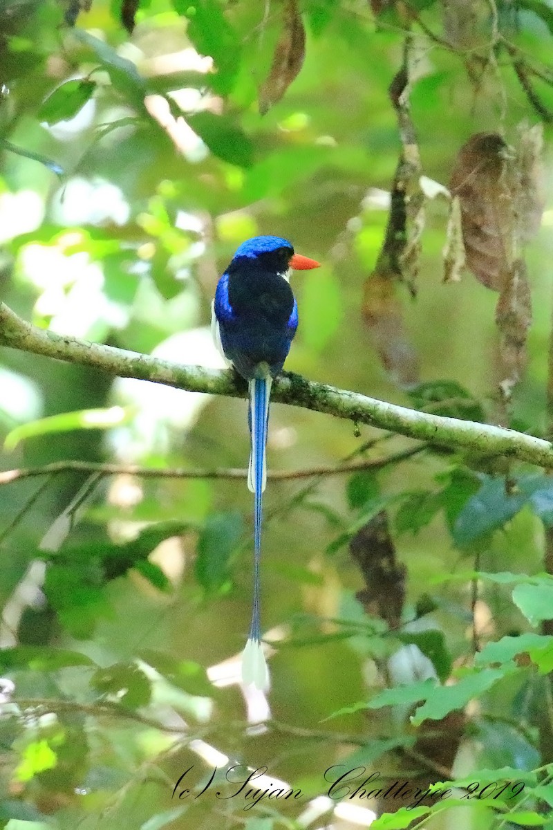 Common Paradise-Kingfisher - Sujan Chatterjee