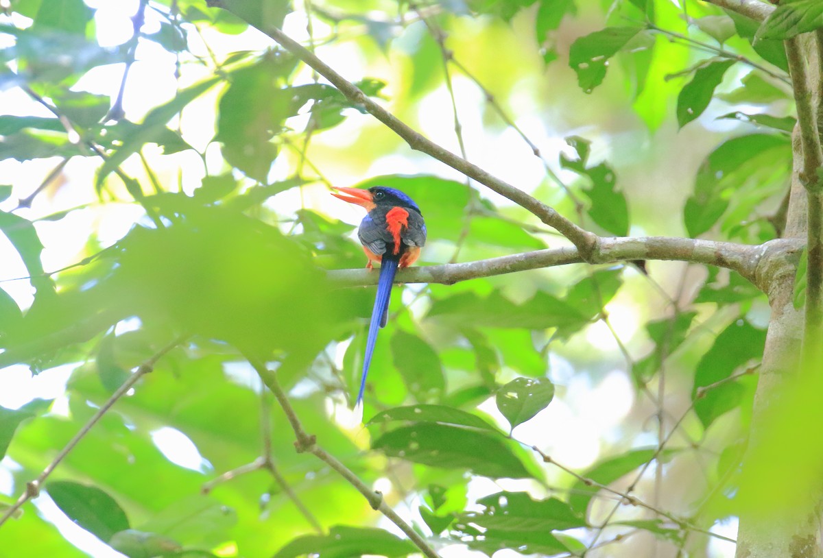 Red-breasted Paradise-Kingfisher - ML230816971