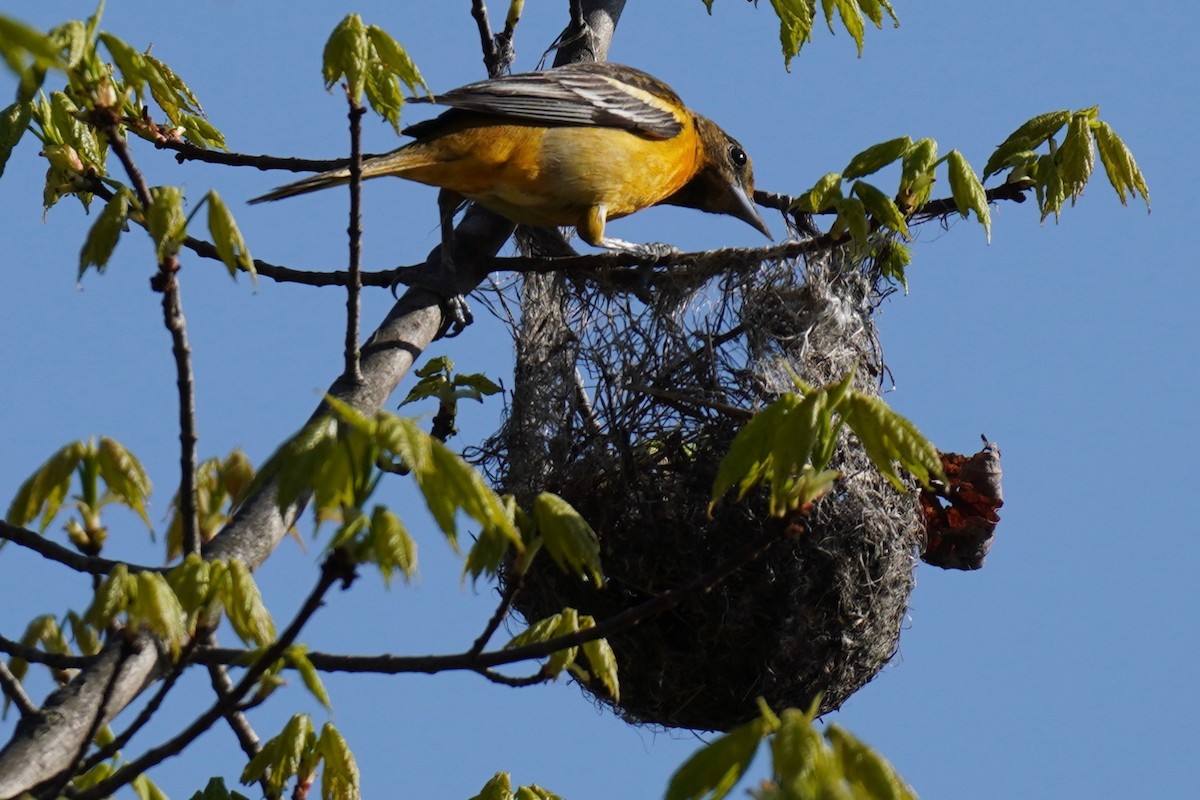 Baltimore Oriole ML230820801