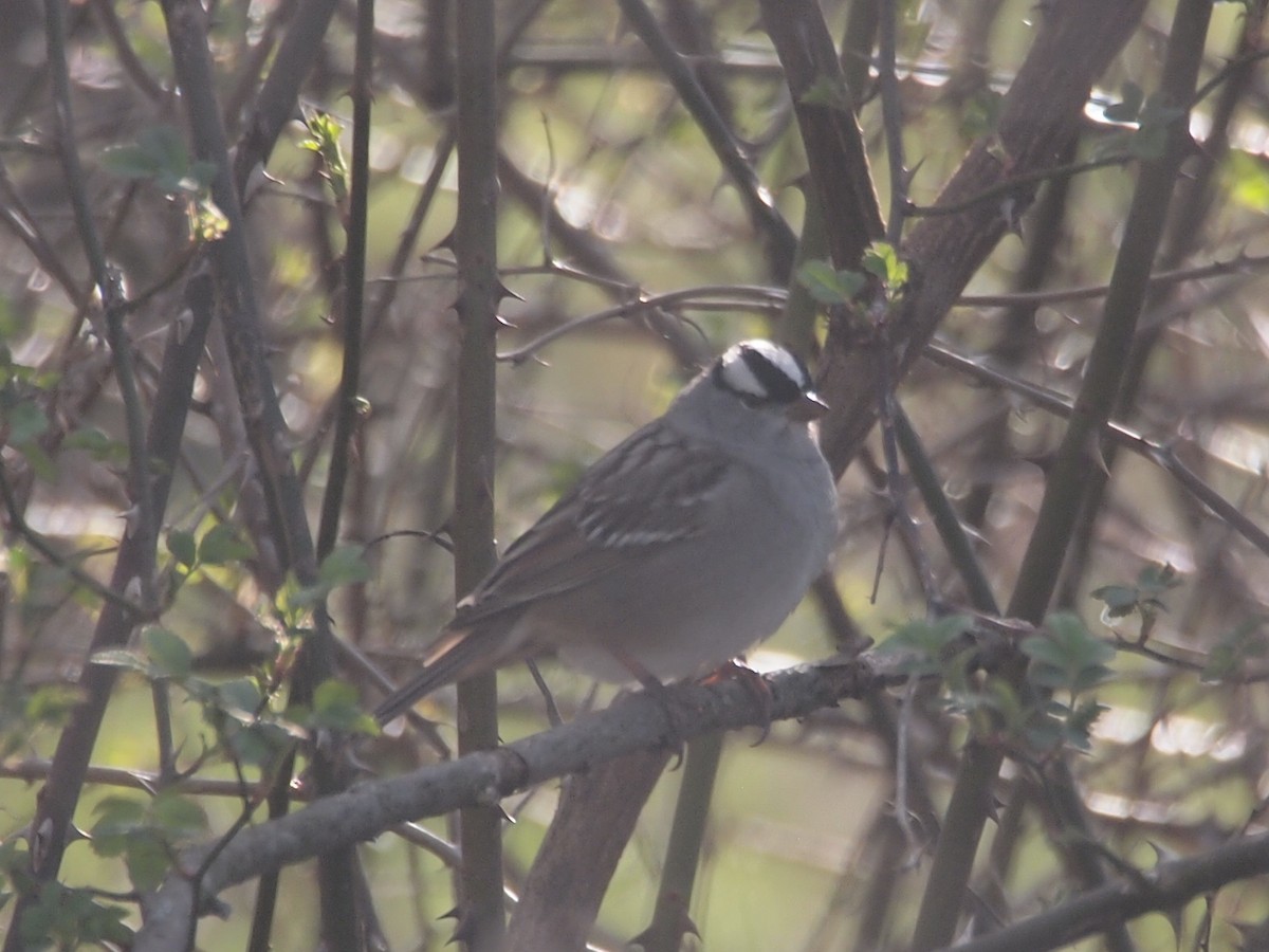 White-crowned Sparrow - ML230823521