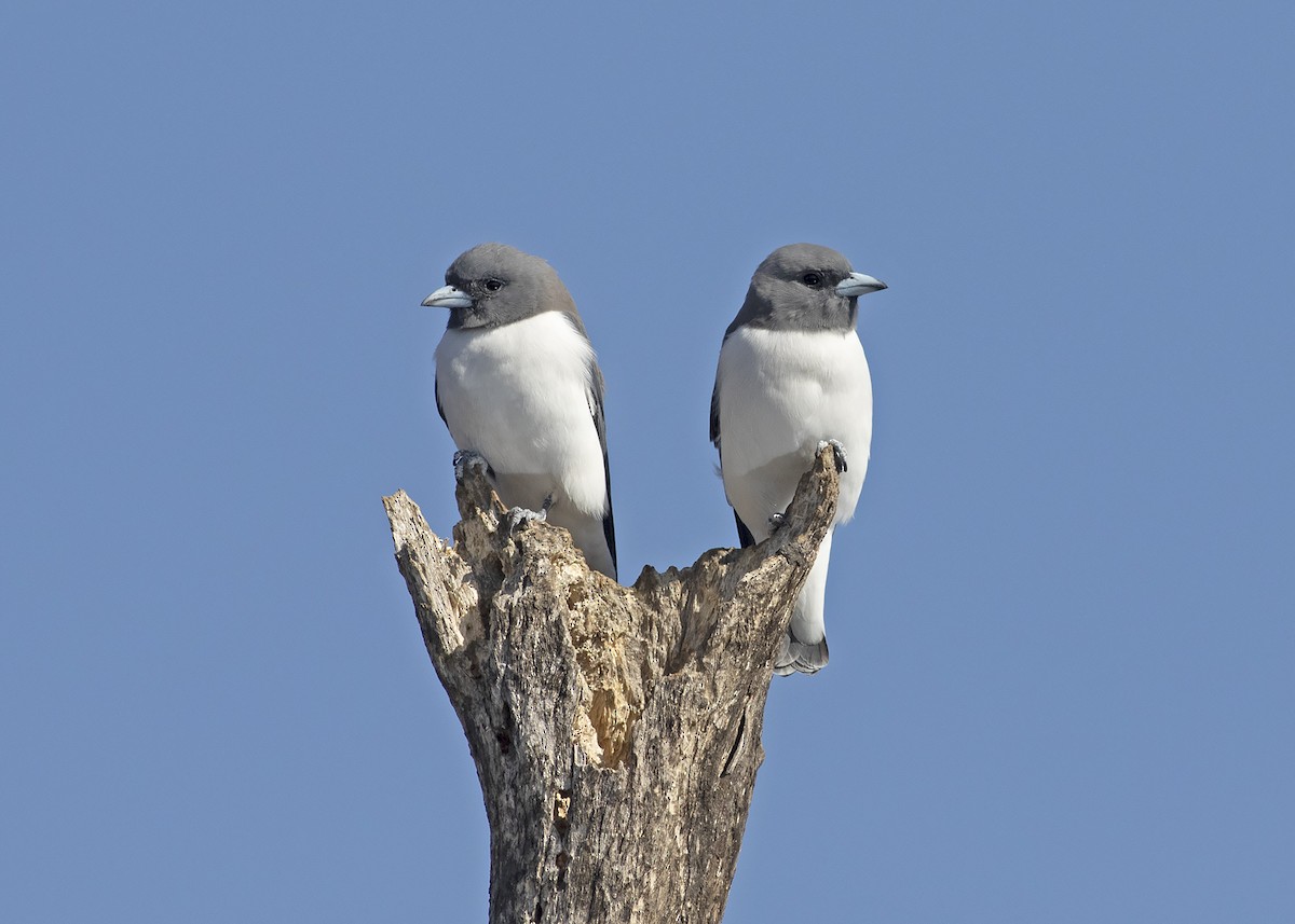 White-breasted Woodswallow - Stephen Murray