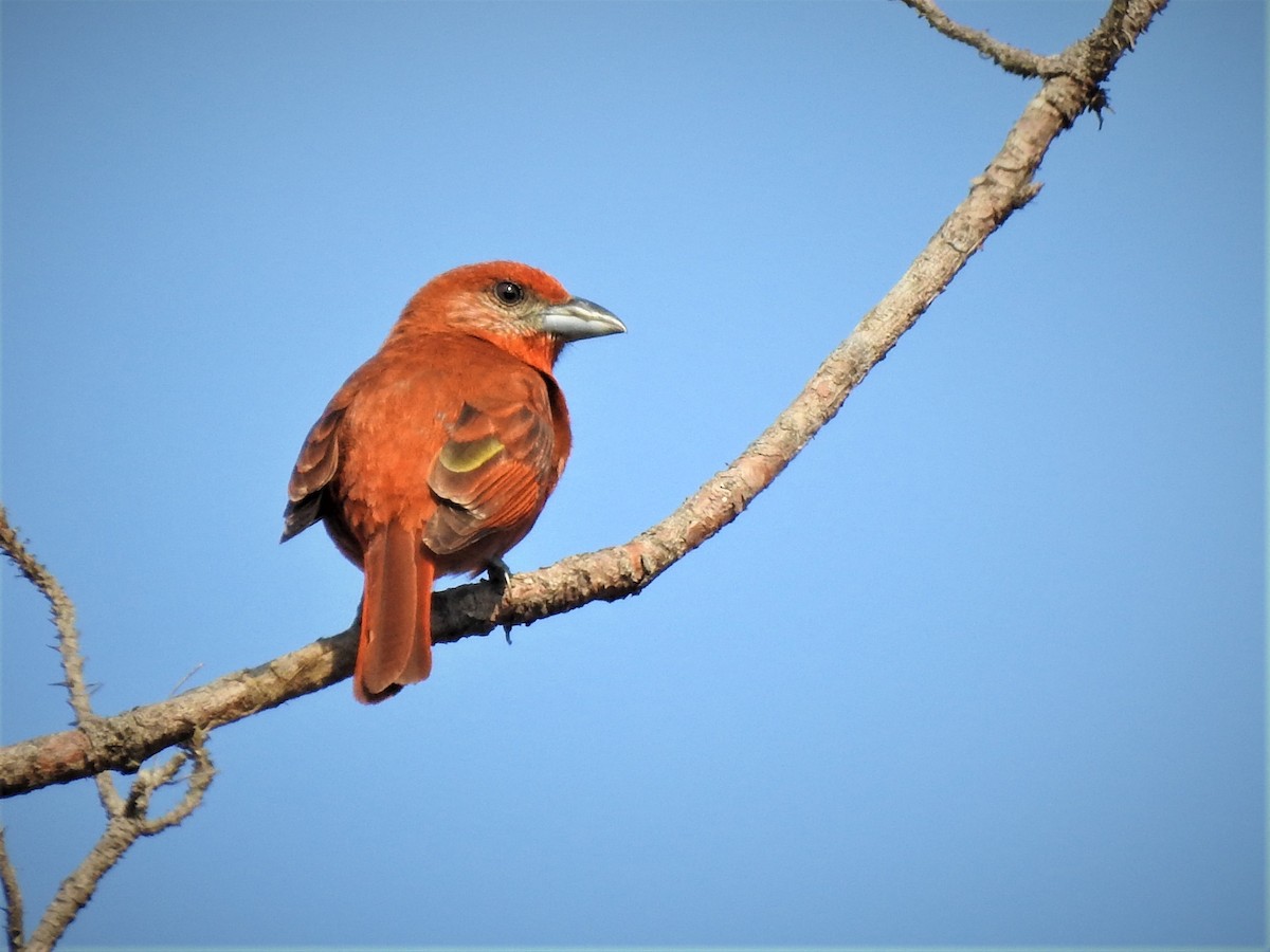 Hepatic Tanager - ML230828601