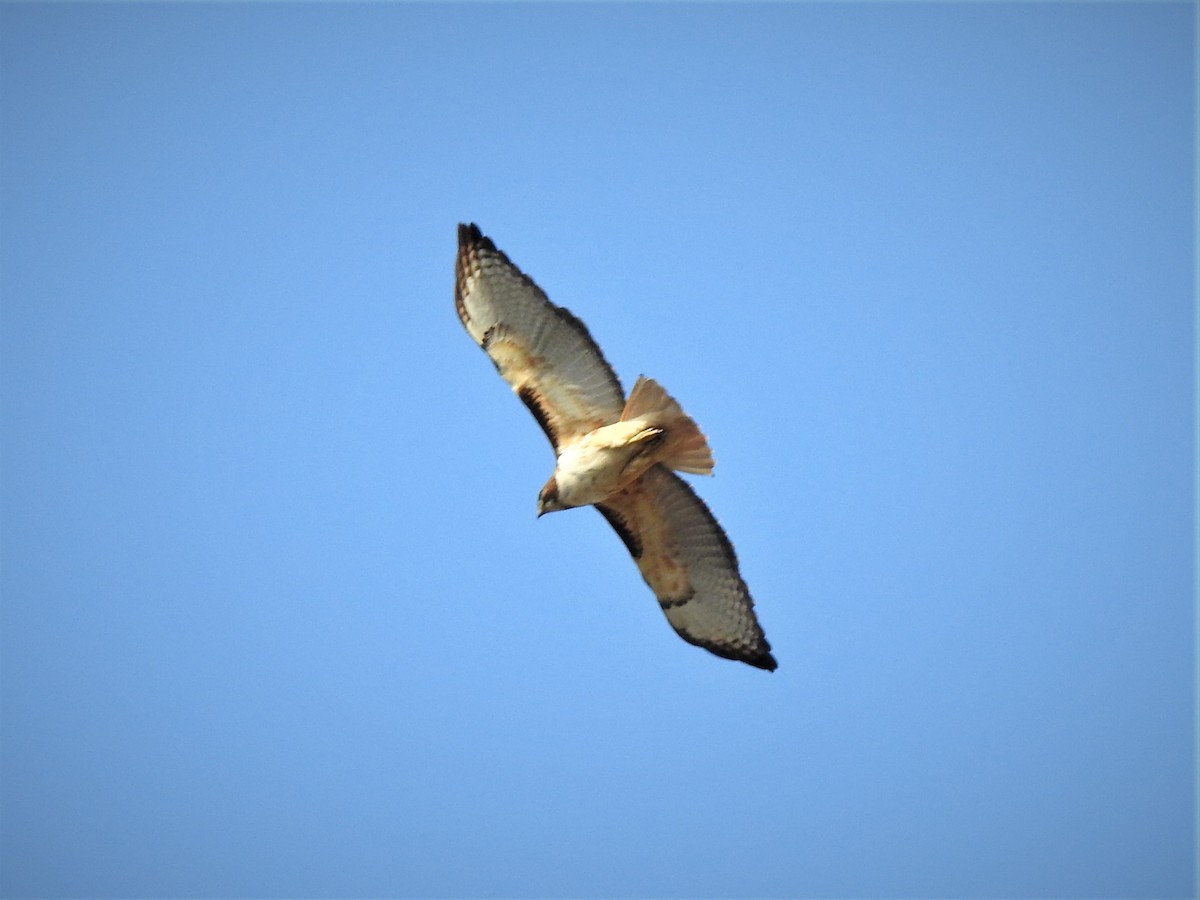 Red-tailed Hawk - ML230828651