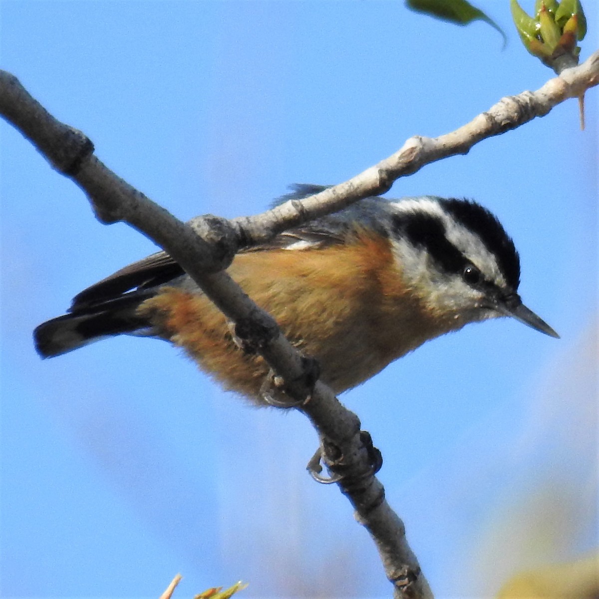 Red-breasted Nuthatch - Chipper Phillips