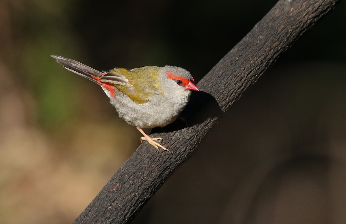 Red-browed Firetail - ML230830071