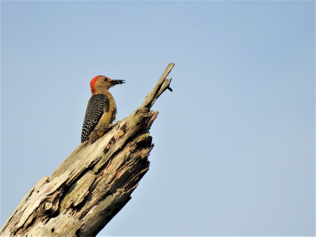 Golden-fronted Woodpecker - ML230832991