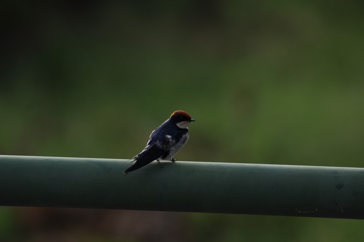 Wire-tailed Swallow - ML230841631