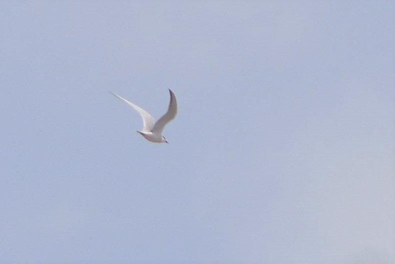 Gull-billed Tern - ML230847991