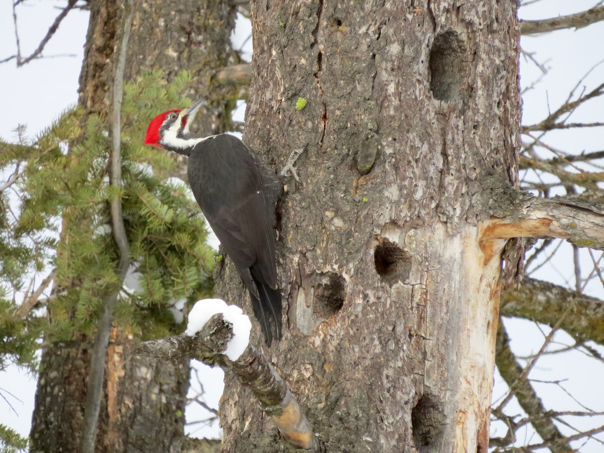 Pileated Woodpecker - ML23084931