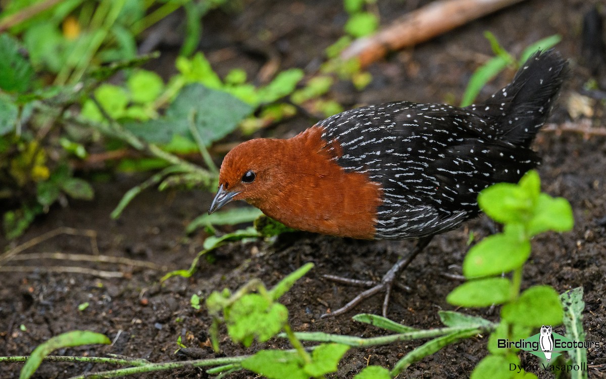 Red-chested Flufftail - Dylan Vasapolli - Birding Ecotours