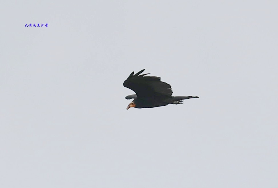 Greater Yellow-headed Vulture - ML230850701