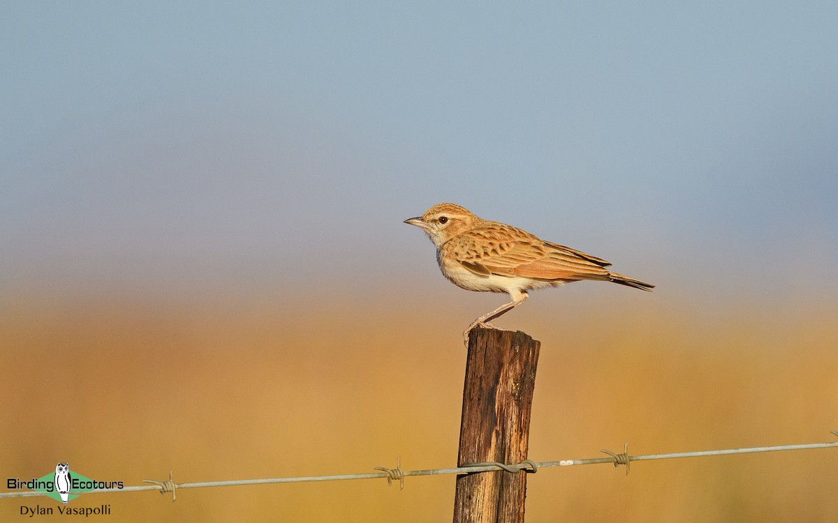 Fawn-colored Lark (Fawn-colored) - ML230851791