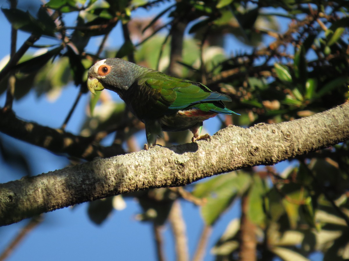 White-crowned Parrot - Seth Inman