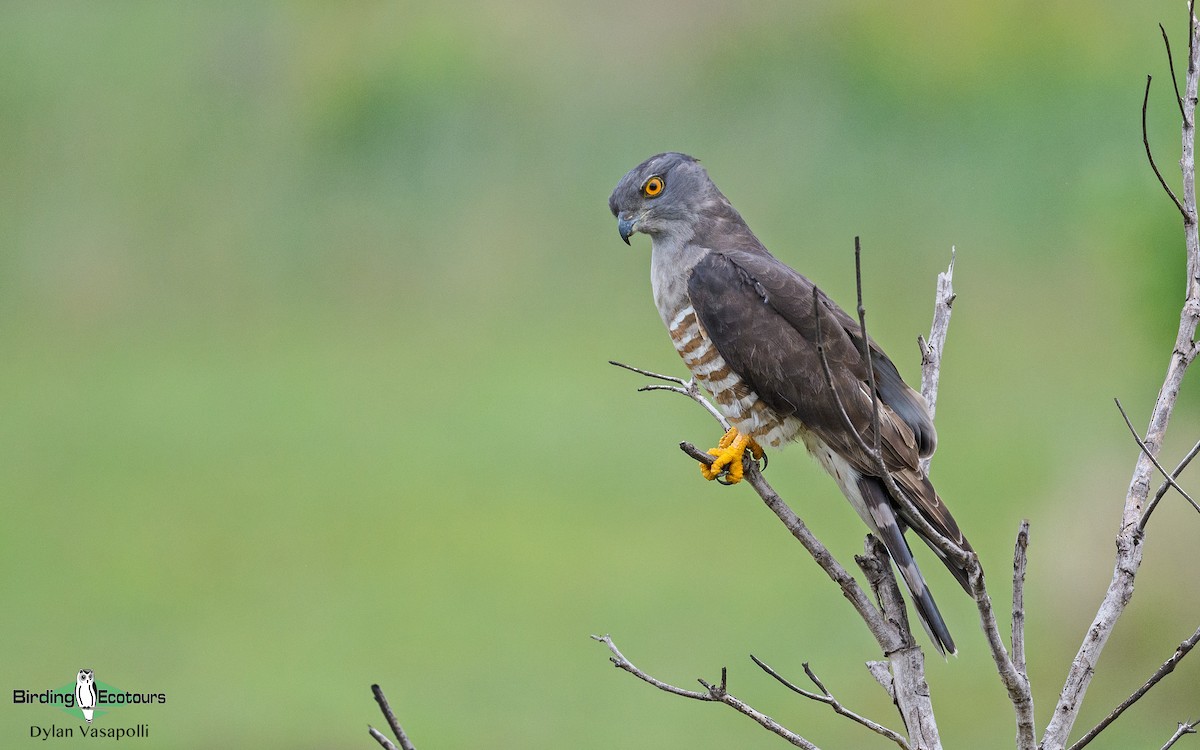 African Cuckoo-Hawk - ML230853461