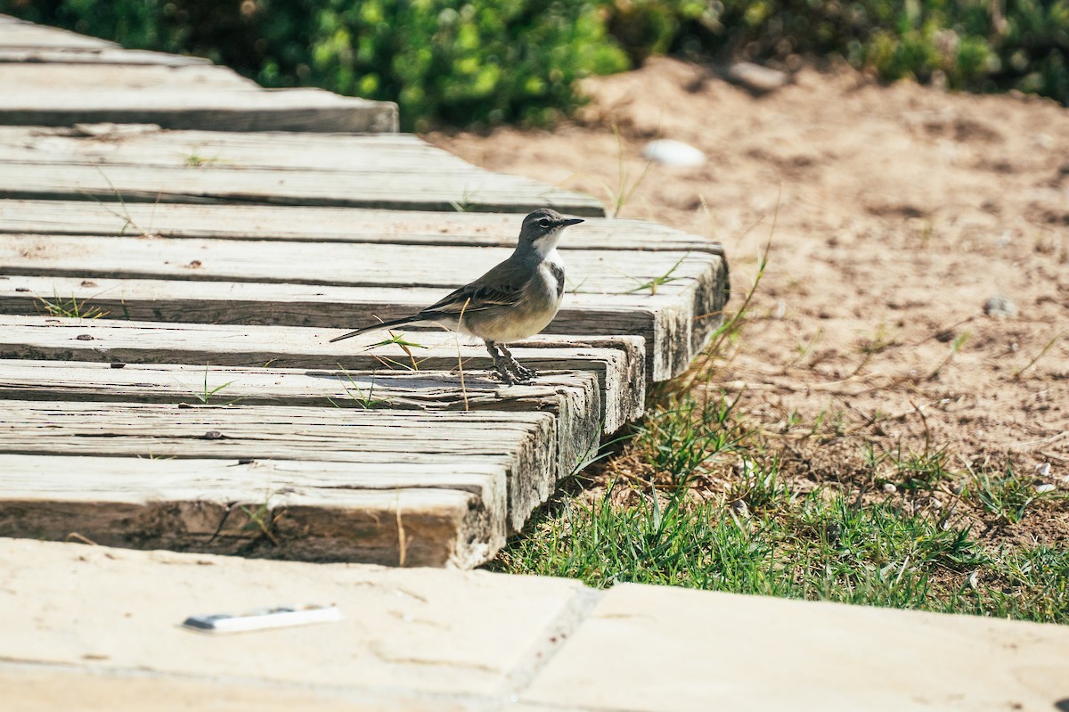 Cape Wagtail - ML230858301