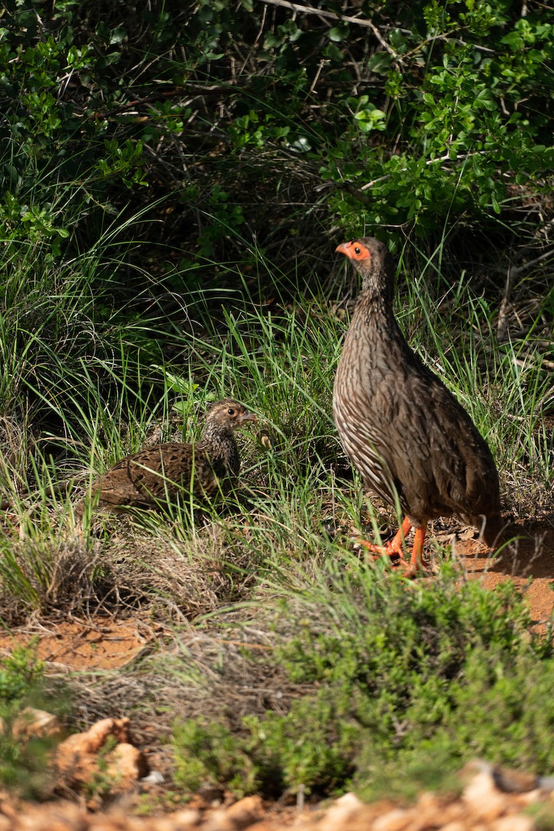 Red-necked Spurfowl - ML230858451