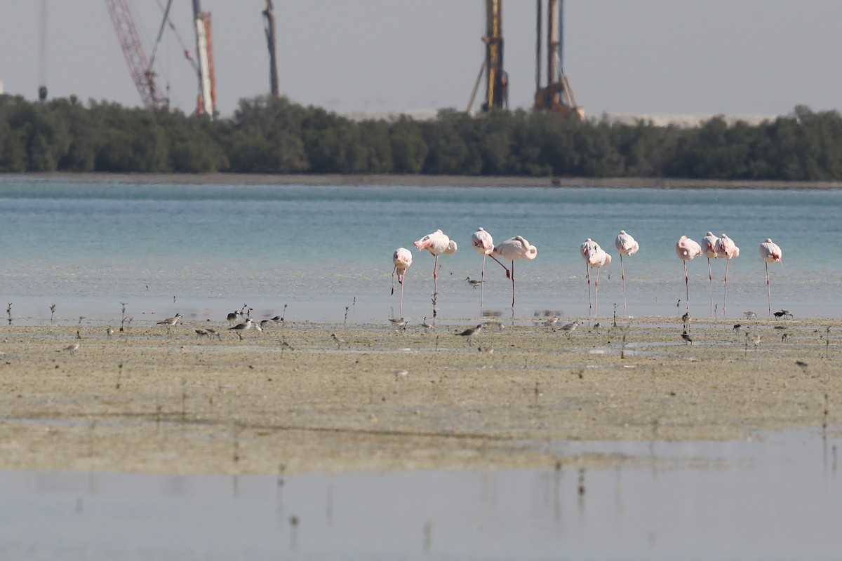 Greater Flamingo - Laurent Esselen