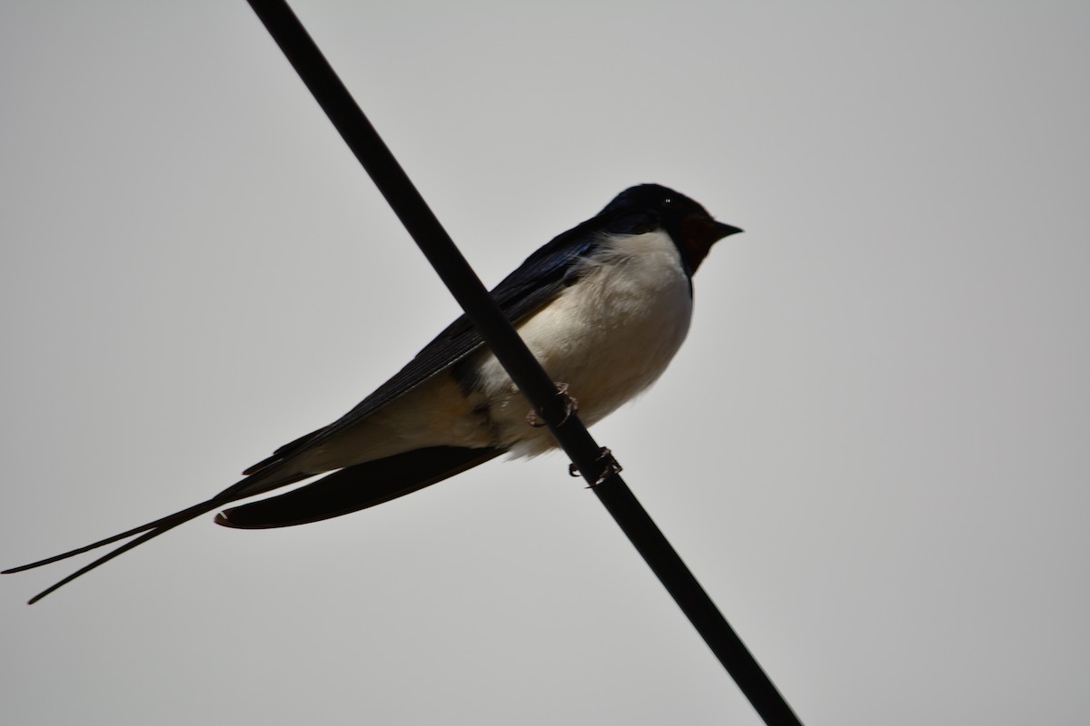 Barn Swallow - ML230861691