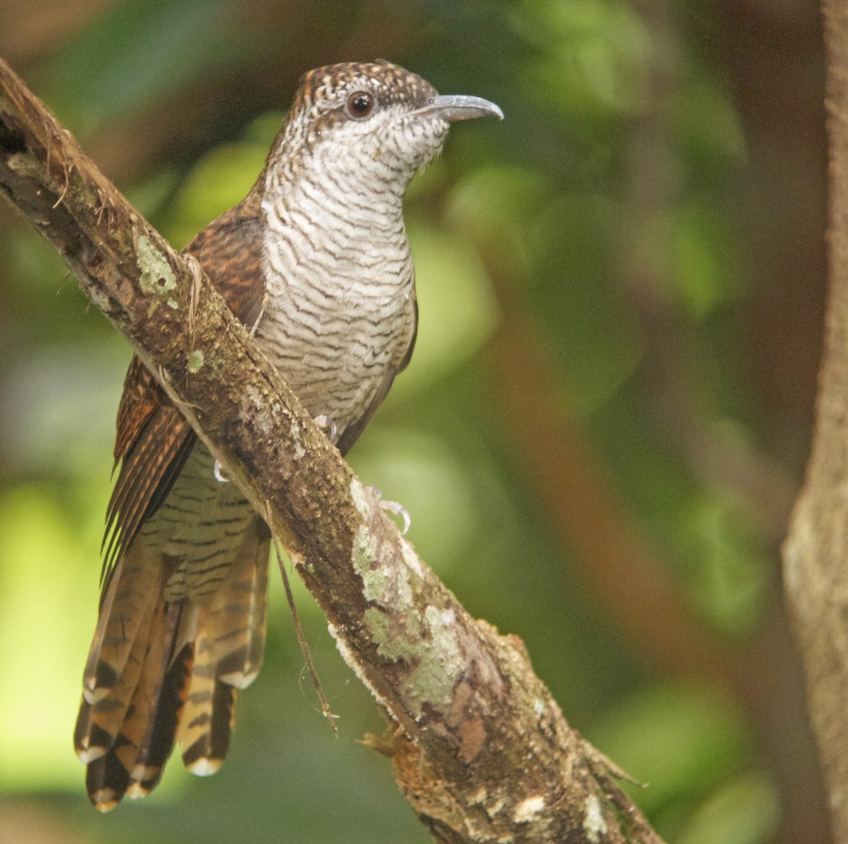 Banded Bay Cuckoo - Dave Bakewell