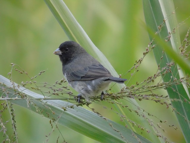 Papa-capim-cinzento - eBird