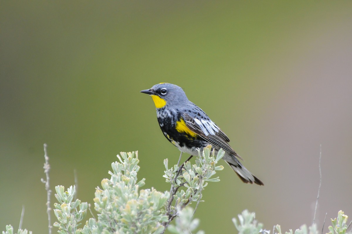 Yellow-rumped Warbler (Audubon's) - Emily Turteltaub Nelson