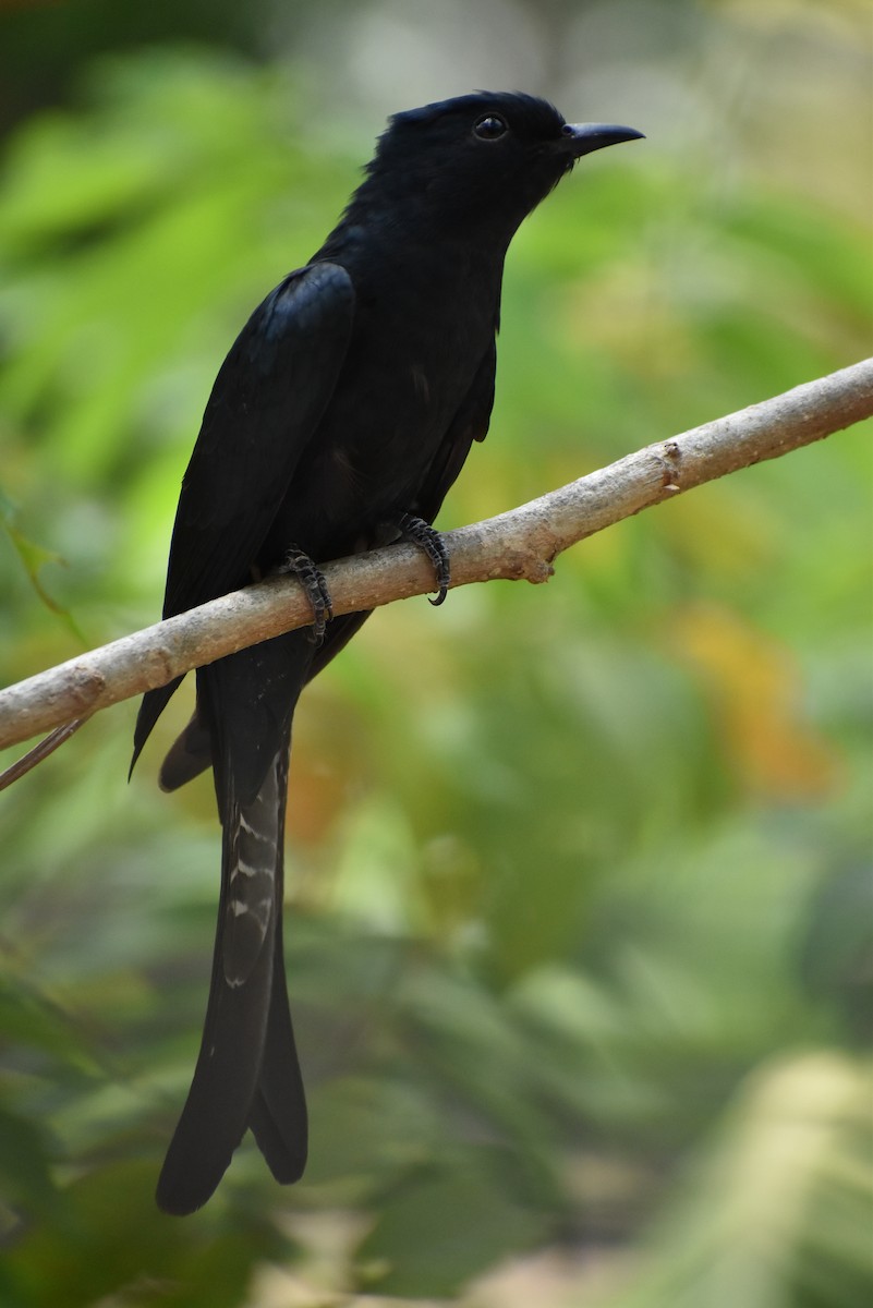 Fork-tailed Drongo-Cuckoo - Vishnu T