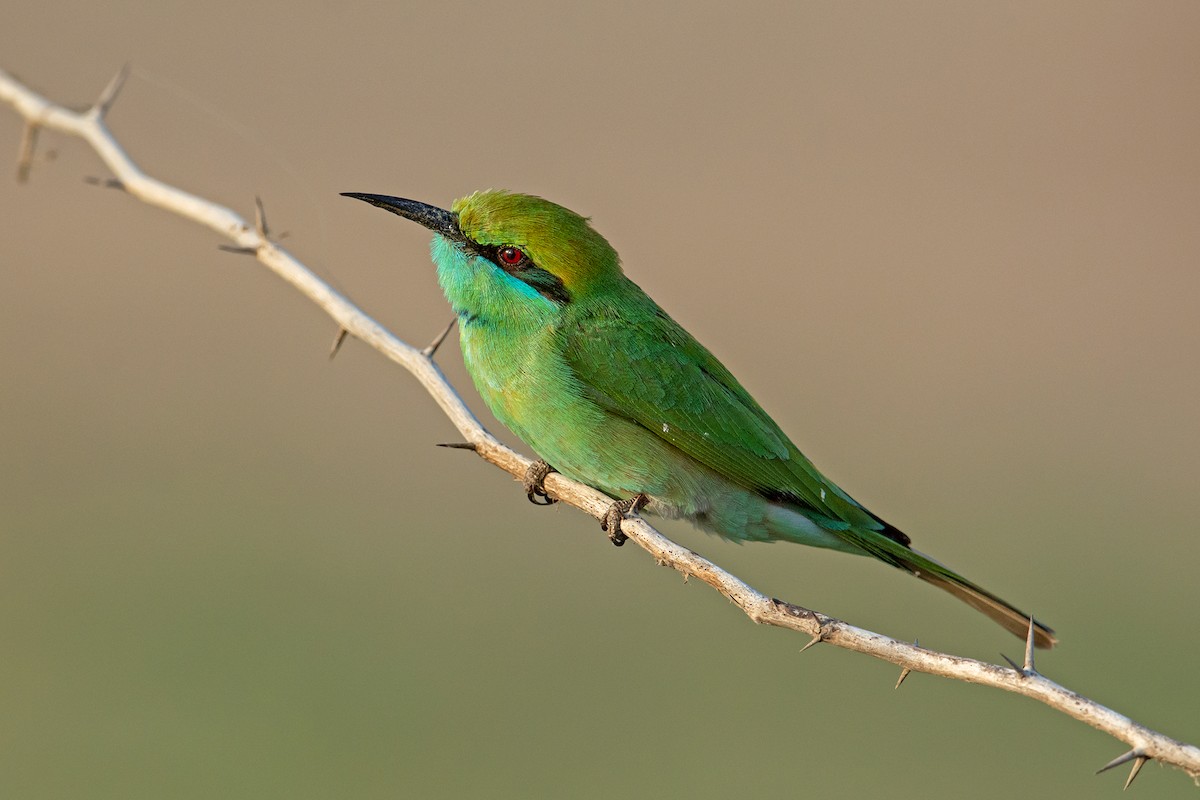 Asian Green Bee-eater - Aseem Kothiala