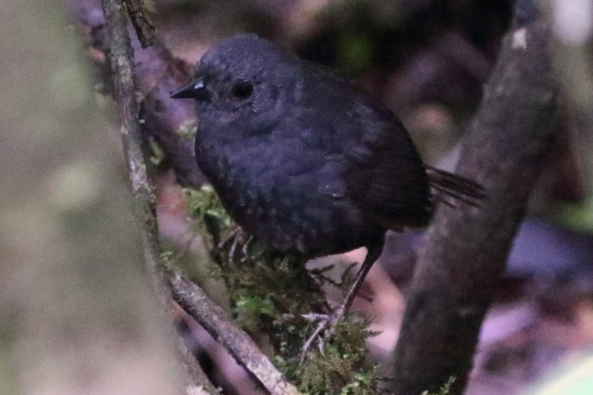 Brown-rumped Tapaculo - ML230868761