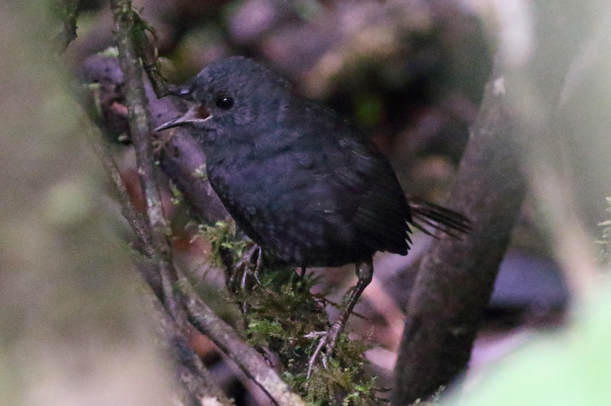 Brown-rumped Tapaculo - ML230868811