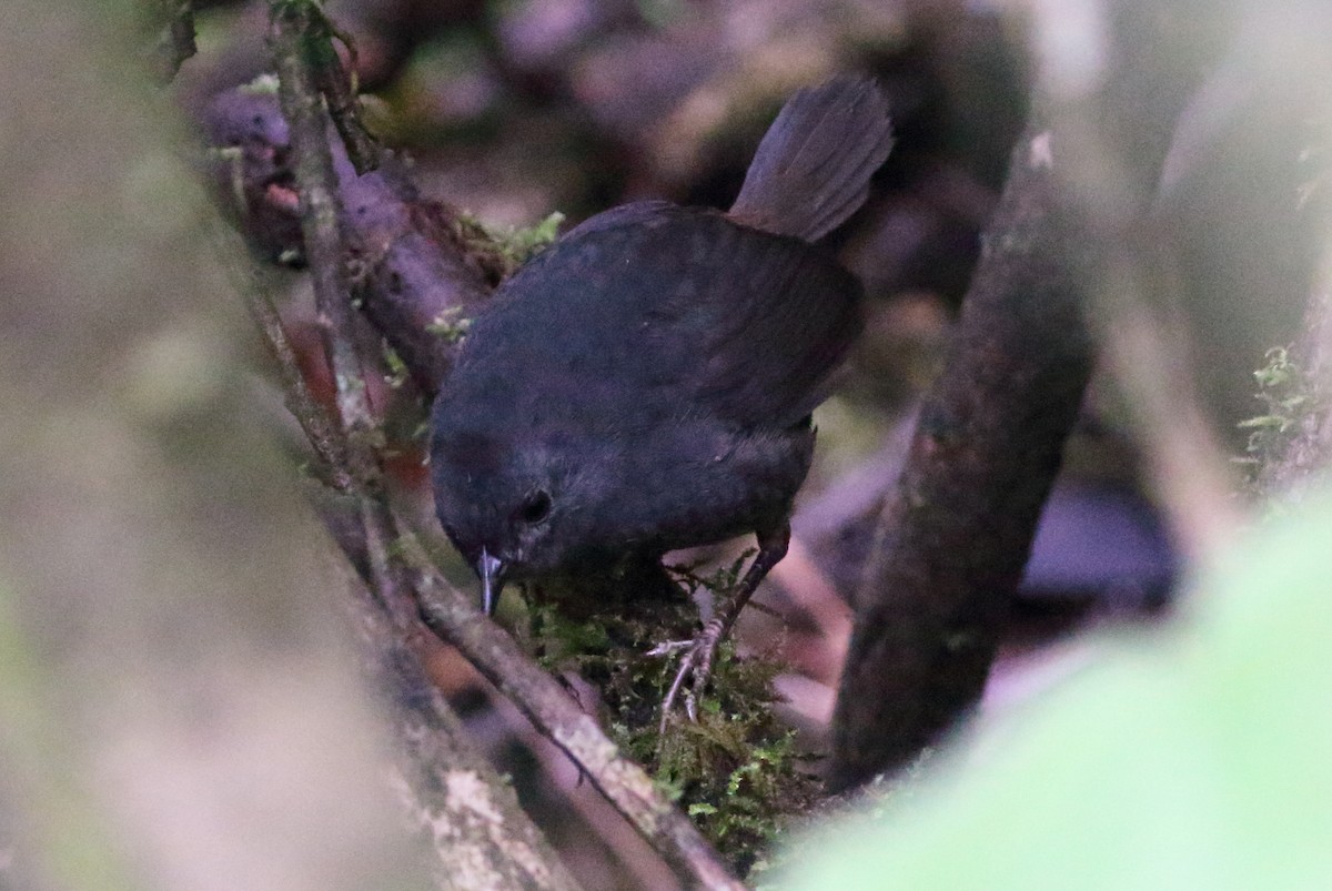 Brown-rumped Tapaculo - ML230868861