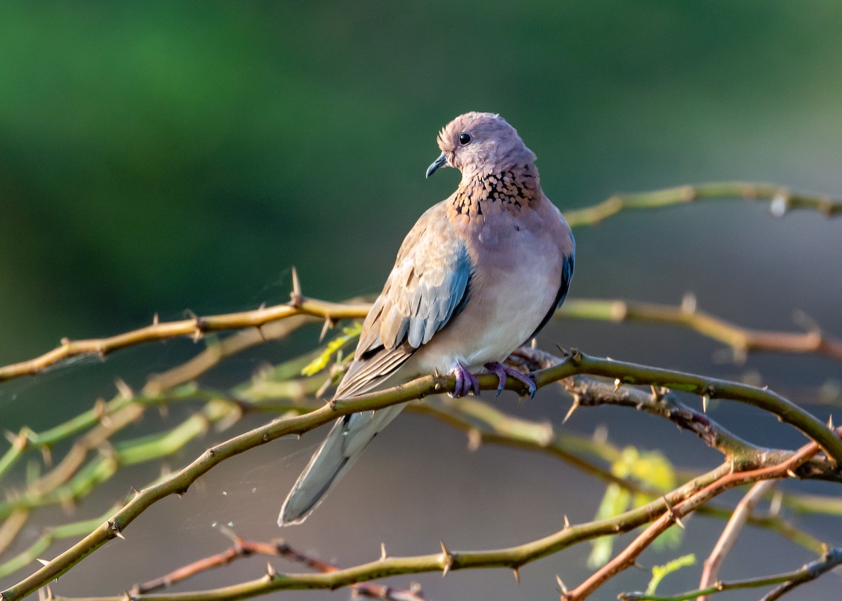 Laughing Dove - ML230873981