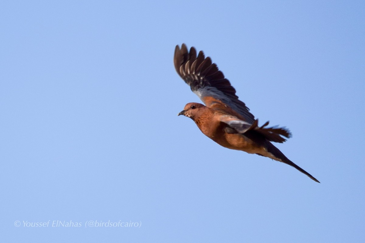 Laughing Dove - ML230875081