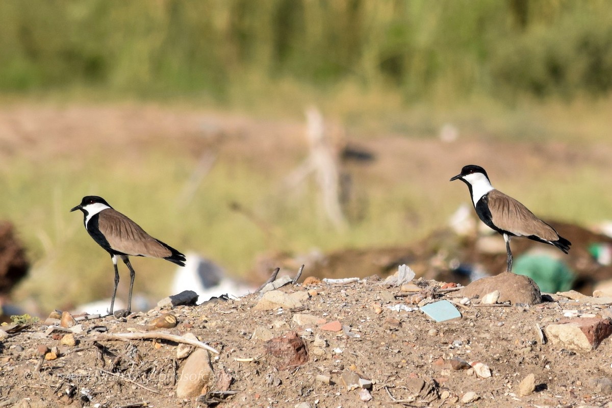 Spur-winged Lapwing - ML230875151