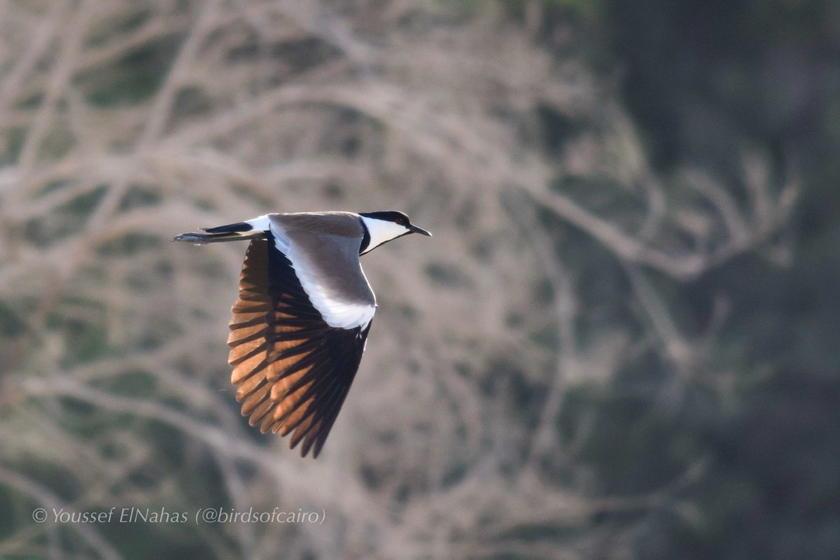 Spur-winged Lapwing - Youssef ElNahas