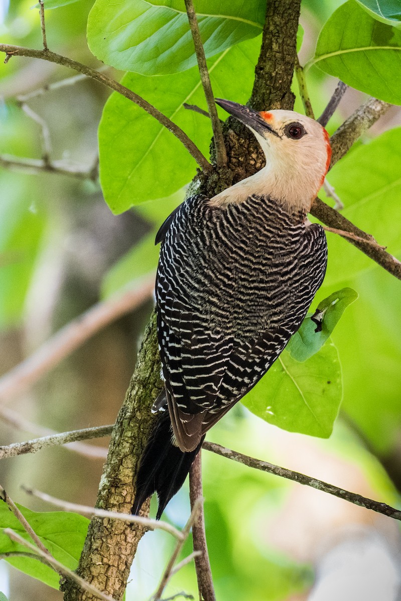 Golden-fronted Woodpecker - ML230876961