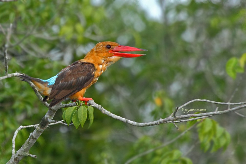 Brown-winged Kingfisher - Jayanta Manna