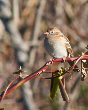 Field Sparrow - Anne Swaim