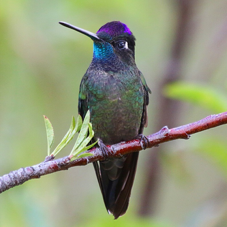 Talamanca Hummingbird - Ben Woodard