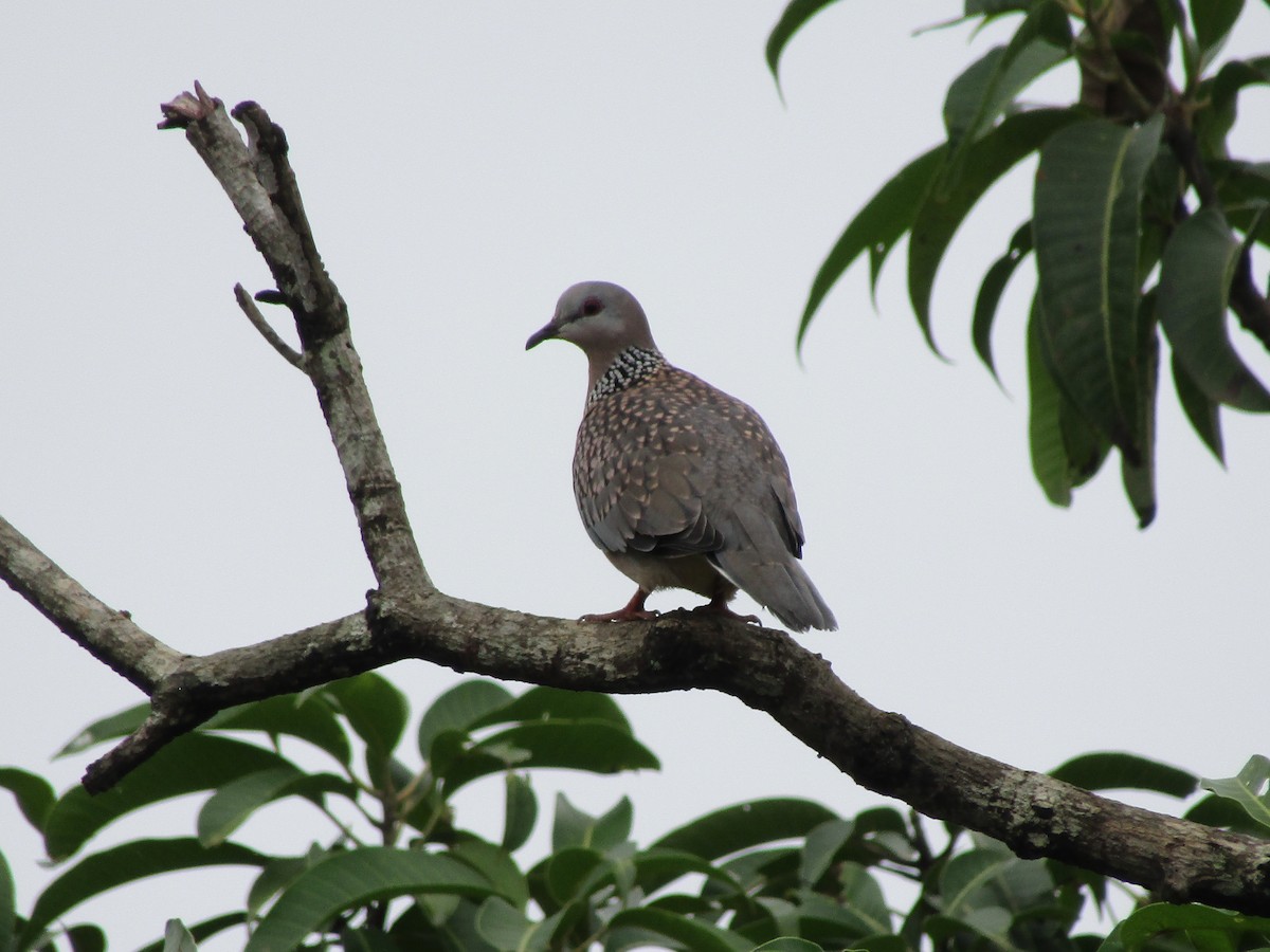 Spotted Dove - Omkar Damle