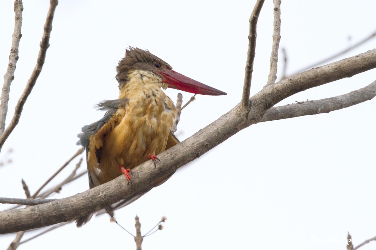 Stork-billed Kingfisher - Ramesh Shenai