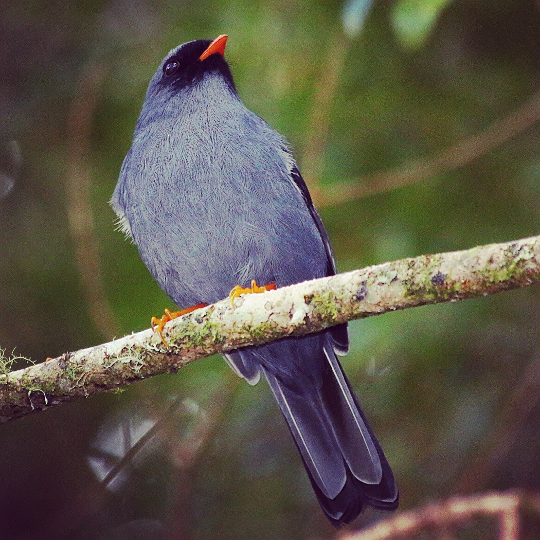 Black-faced Solitaire - ML23089041