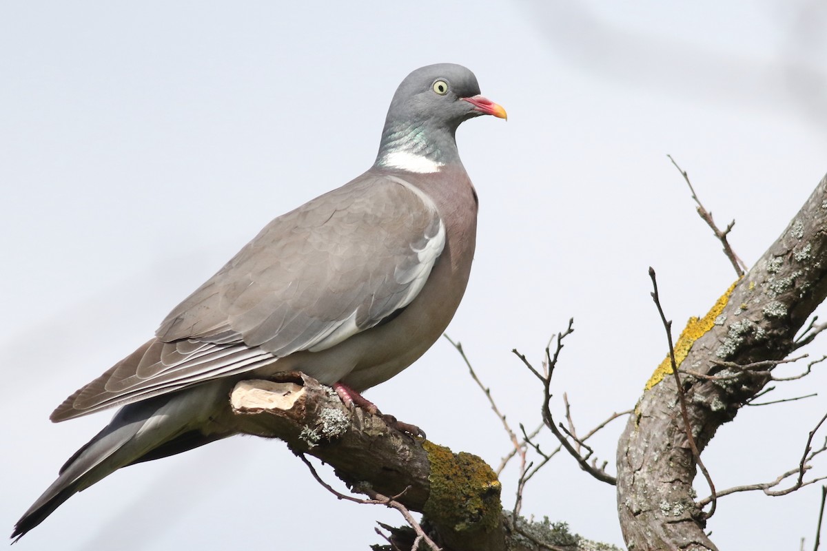 Common Wood-Pigeon (White-necked) - Anton Liebermann