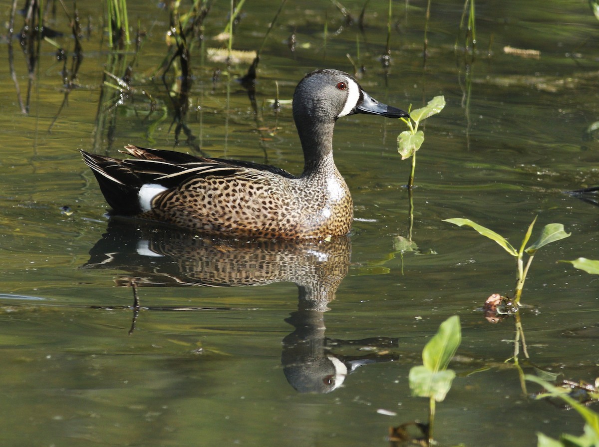Blue-winged Teal - ML230892921