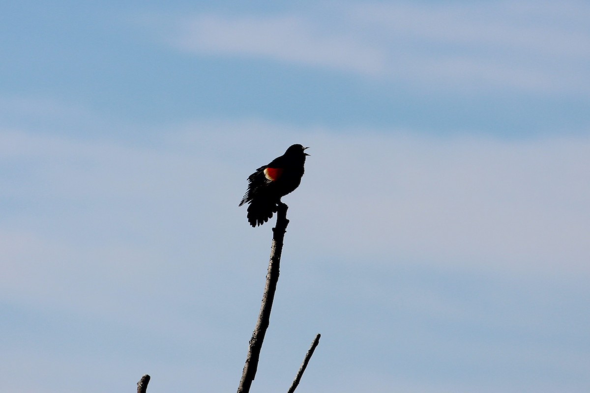 Red-winged Blackbird - ML230899571
