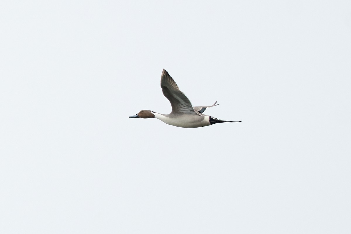 Northern Pintail - Patrice St-Pierre