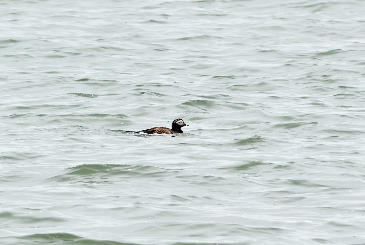Long-tailed Duck - ML230909401
