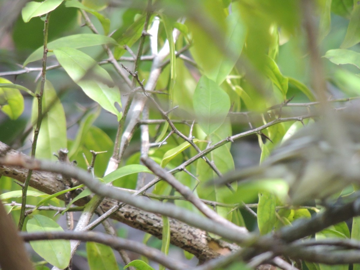 Thick-billed Vireo - ML230911631