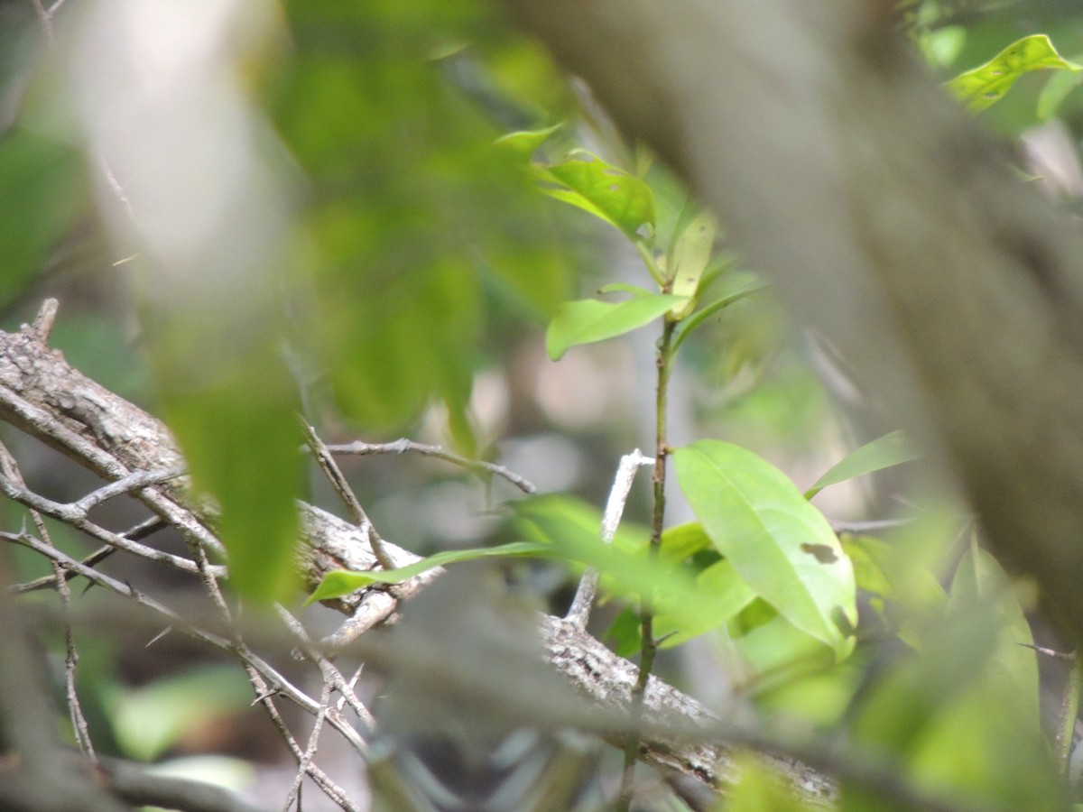Thick-billed Vireo - ML230911821